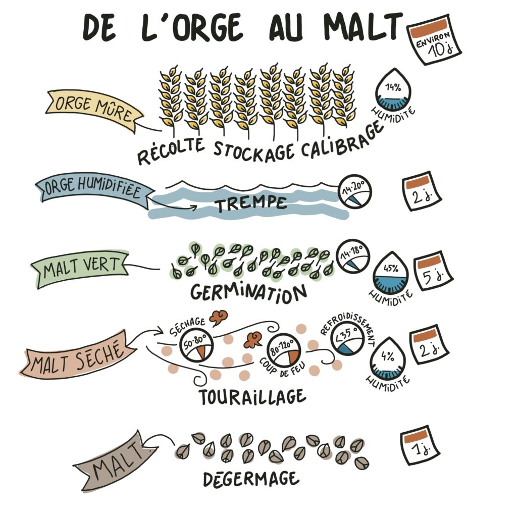 malterie provence alpes illustration de l'orge au malt